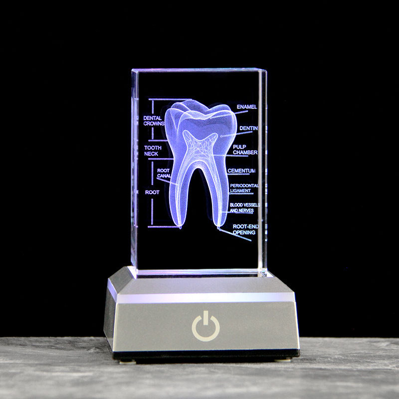 Dental 3D Laser Engraved Human - Paper Weight Crystal review and price
